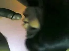 A senhora salta no membro de afonso