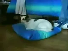 Dona de casa em casa